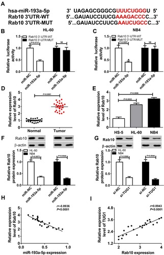 Figure 6 MiR-193a-5p targeted and negatively regulated Rab10. (A) The putative binding site of miR-145-5p on 3ʹUTR of Rab10 predicted by DIANA TOOLS and the mutant. (B, C) Dual-luciferase reporter assays for HL-60 and NB4 cells transfected with Rab10-WT reporter or Rab10-MUT reporter, as well as miR-193a-5p mimics or miR-NC mimics. (HL-60: miR-193a-5p VS miR-NC, P=0.0131; NB4: miR-193a-5p VS miR-NC, P=0.0097) (D) The level of Rab10 in AML samples and healthy controls detected by the qRT-PCR assay. *P < 0.0001 (E) Rab10 expression level evaluated via qRT-PCR assay. (HL-60 VS HS-5, P=0.0032; NB4 VS HS-5, P=0.0006) (F) Western blot assay for Rab10 expression in HL-60 and NB4 cells transfected with miR-193a-5p mimics or miR-NC mimics. (HL-60: miR-193a-5p VS miR-NC, P=0.0073; NB4: miR-193a-5p VS miR-NC, P=0.0044) (G) Western blot assay for Rab10 expression in HL-60 and NB4 cells transfected with si-TUG1 or si-NC. (HL-60: si-TUG1 VS si-NC, P=0.0066; NB4: si-TUG1 VS si-NC, P=0.0044) (H) Pearson correlation analysis for the correlation between relative expression levels of Rab10 and miR-193a-5p in AML bone marrow samples. r=−0.8936, P < 0.0001. (I) Pearson correlation analysis for the correlation between relative expression levels of Rab10 and TUG1 in AML bone marrow samples. r=0.8943, P < 0.0001.