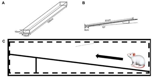 Figure 3 Schematic illustration of the prefabricated crate for the footprint test. (A) Schematic illustration of the crate for the rats to go through. (B) The ramp made for a rat to climb inside a crate. (C) The ramp was set in the crate. The rat leaves footprints as it climbs the ramp set in the crate.