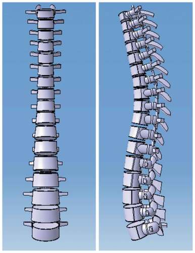 Figure 2. Feature-based spine model
