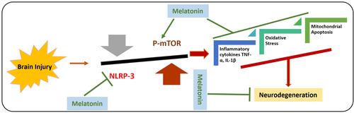 Figure 6 Effects of melatonin against Brain injury-induced activated NLRP-3 inflammasome and autophagic dysfunction. Graphical representation of effects of melatonin against brain injury-induced the activation of NLRP-3 inflammasome and inhibits the phosphorylation of mTOR. As the activated NLRP-3 inflammasome are responsible for the release of inflammatory cytokines, mitochondrial apoptosis, and elevated oxidative stress. Moreover, it has been suggested that melatonin has regulatory effects on the mTOR-mediated autophagy and NLRP-3 inflammasome activation.