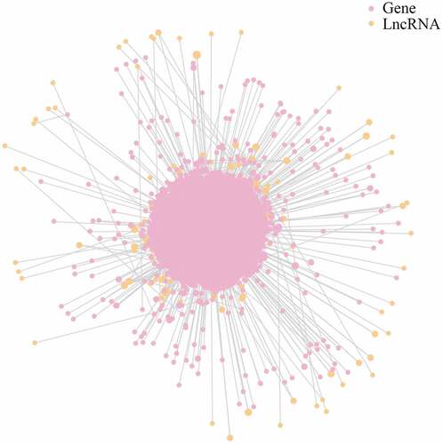 Figure 4. LncRNA-mRNA interaction network for plasma-derived exosomes of patients with gall bladder cancer