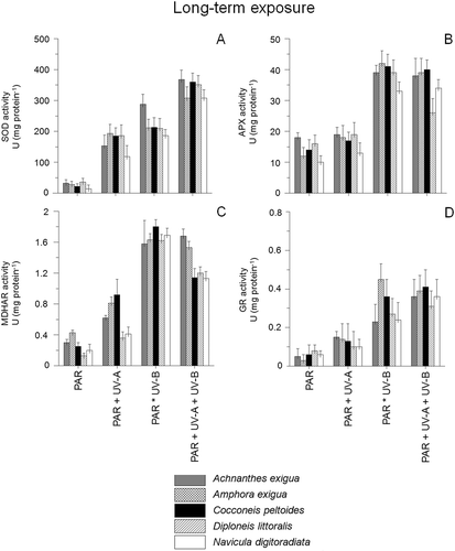 Fig. 4. Enzyme activities of Achnanthes exigua, Amphora exigua, Cocconeis peltoides, Diploneis littoralis and Navicula digitoradiata after 30 days exposure to PAR, PAR+UV-A, PAR+UV-B and PAR+UV-A+UV-B. (A) Superoxide dismutases (= SOD), (B) Ascorbate peroxidase (= APX), (C) Monodehydroascorbate reductase (= MDHAR) and (D) Glutathione reductase (= GR).