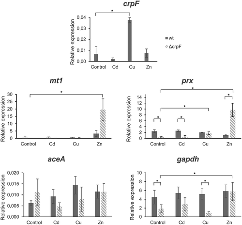 Figure 6. Transcriptional analyses of crpF, metal homeostasis mt1 and aceA and stress prx and gapdh related genes by RT-PCR analysis. Transcript levels of act, mt1, crpF, aceA, prx and gapdh from wt and ΔcrpF strains on control condition and under exposure to 0.1 mM CdCl2, 0.175 mM CuSO4 or 7.5 mM ZnCl2 are shown.