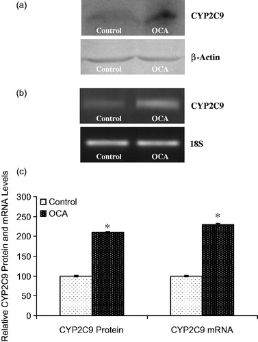 Figure 6. Effects of o-coumaric acid (OCA) on CYP2C9 protein and mRNA levels in HepG2 cells. Representative images for (a) immunoblots and (b) RT-PCR (agarose gel) results showing CYP3A4 protein and mRNA expression, respectively. (c) Comparison of CYP2C9 protein and mRNA levels among experimental groups. The bar graphs show the relative intensity of the bands obtained from western blotting and RT-PCR. The experiments were repeated at least three times. *Significantly different from the respective control value (p < 0.05).