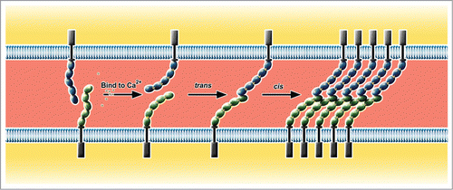 Figure 2. cis- and trans- interaction of type I classical cadherins. The extracellular domain of cadherin is flexible in absence of Ca2+. After binding to Ca2+, it adopts a curved rod-like structure which is relatively rigid. Ca2+-bound cadherin monomers from 2 neighboring cells first form trans-dimers through the interaction of EC1 domains. These cadherin trans-dimers interact laterally (cis-interaction) to form a lattice by nonsymmetrical binding of EC1 of one cadherin and the EC2-EC3 region of its cis-binding partner.