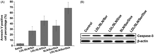 Figure 4. Apoptosis assay of LDL/SLN/Sor/Dox. (A) Annexin V staining and (B) western blotting assay of HepG2 cells treated with different formulations. Data were shown as mean ± S.D. (n = 3).