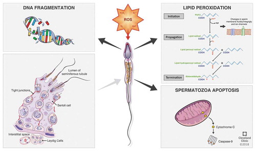 Figure 2. Generation of ROS in spermatozoa.