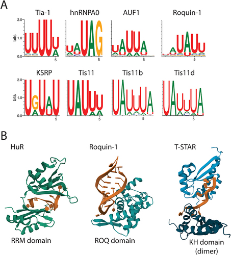 Figure 3. ARE-BPs recognize sequences in RNA called AU-rich elements (AREs). A) Sequence motif logos representing the most frequent nucleotide in each position recognized by the indicated ARE-BP from the ENCORE/ENCODE project database for cell-free pulldown experiments (RNA bind-n-seq). B) Results from crystal structure analysis of RNA binding domains (in green/blue) of selected proteins in complex with ARE (in brown). From the left are the two N-terminal RRM domains of HuR bound to poly(U) RNA from crystal structure PDB ID: 4ED5; the ROQ domain from murine roquin-1 bound to a 23-mer tnf-CDE RNA from X-ray structure PDB ID:4QI2; the KH domains of T-STAR dimer bound to AAAUAA RNA from structure PDB ID: 5ELS.