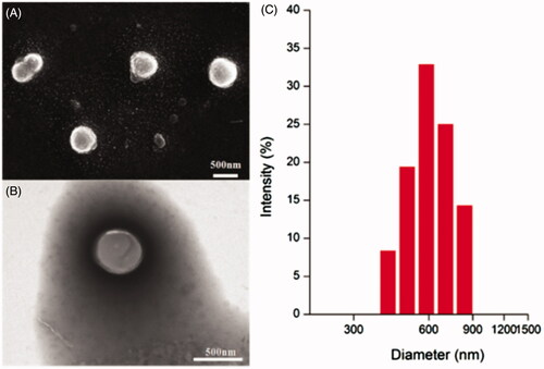 Figure 3. Representative SEM images (A) and TEM images (B) of HA-ss-ATRA/TPENH2 HNPs. size distribution of HA-ss-ATRA/TPENH2 HNPs (C).