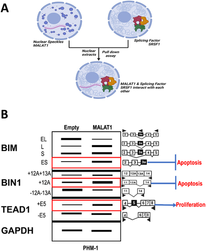Figure 2. MALAT1 binds with SRSF1 and regulates its splicing targets. (A) Schematic representation of the binding assay used for studying the interaction between SRSF1 and MALAT1. (B) Image showing the regulation of SRSF1 splicing targets by MALAT1.
