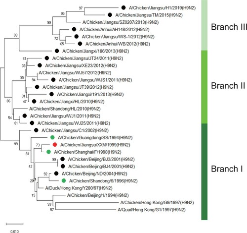 Figure 1. Phylogenetic analysis of NA genes of 19 H9N2 field strains isolated from 1999 to 2019. Green dots represent vaccine strains. Red dot represents XXM H9N2 virus and black dots represent the other 18 field strains used in this study. The phylogenetic tree was constructed with MEGA X in neighbour-joining method and 1000 boot-strap replicates.