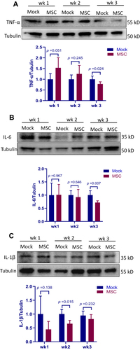 Figure 5 Regulatory effect of MSC transplantation on the production of inflammatory mediators in the lung. Lung samples of birds treated with MSCs (MSC group) or PBS (mock group) were collected at weeks 1, 2 and 3 post transplantation, homogenized and subjected to Western blot analysis with anti-tumor necrosis factor (TNF)-α (A), anti-interleukin (IL)-6 (B) and anti- IL-1β (C). Tubulin was used as the equal loading control. Results are expressed as mean ± SEM of at least 5 birds. The data are representative of 2 separate experiments.