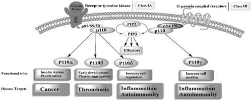 Figure 1. Summary of the function roles and disease targets associated with class I PI3K.