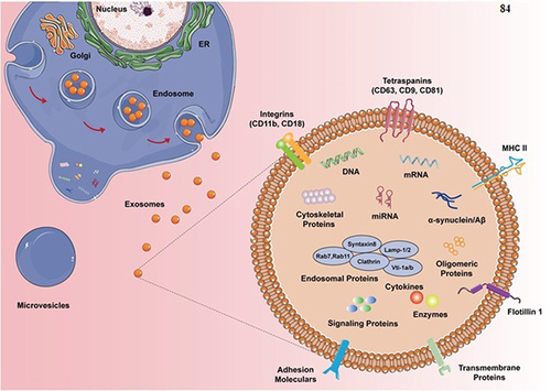 Figure 4 Schematic of exosomal molecular composition. Exosomes contain various important biomarkers, such as proteins, lipids, and miRNAs. Reprinted from Guo M, Hao Y, Feng Y, et al. Microglial exosomes in neurodegenerative disease. 2021;14:630808. Creative Commons.Citation84