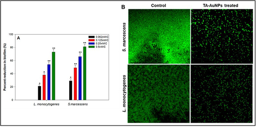 Figure 5 (A) Effect of sub-MICs of TA-AuNPs on biofilm formation. *Denotes significance atp ≤ 0.05 and **Denotes significance atp ≤0.005. (B) Confocal laser scanning microscopic images of L. Monocytogenes and S. marcescens biofilm in the absence and presence of 0.5× MICs of TA-AuNPs (Gold NPs synthesized from extract of Trachyspermum ammi). The biofilm production was inhibited by TA-AuNPs.