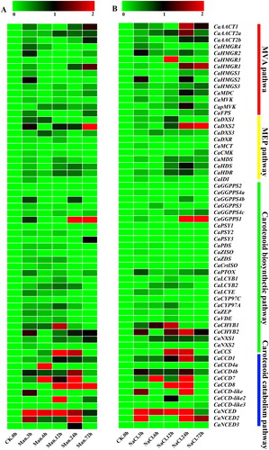 Figure 6. Expression heatmaps of the pepper carotenoid metabolic genes under osmotic stress based on the RNA-Seq data [Citation53]. Osmotic stress following 400 mmol/L mannitol treatment (A) and 400 mmol/L NaCl treatment (B). Note: In the figure, the colour scale represents the relative expression levels based on the log2-scaled fold changes in the RPKM of the injections at each time point compared with the CK; Red indicates high level fold changes and green represents low level fold changes.