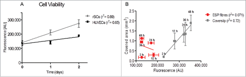 Figure 3. Analysis of cell viability by PrestoBlue ® (A) Each single culture model was individually tested for their viability potential. rSCs have a higher viability rate when compared to HUVECs. (B) For each time-point used in the migration studies the viability potential of the HUVECs single culture model was measured. Viability is plotted against the covered area. The percentage of covered area in fibrous substrates is mainly due to cell migration rather than increased cell viability. (mean ± SD, n = 3, linear regression). ESP: electrospun.