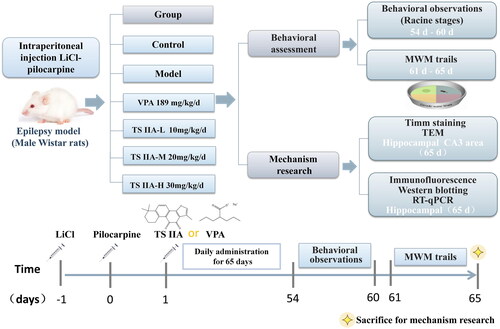 Figure 1. Flowchart and timetable for the experiment. The LiCl–pilocarpine epilepsy model was established from day –1 to 0; tanshinone and valproate were administered from day 1 to 65; behavioural observation was performed from day 54 to 60; MWM trials were conducted from day 61 to 65. Finally, on day 65, the rats were sacrificed for mechanism research experiments. TS IIA: tanshinone IIA; VPA: sodium valproate; MWM trails: Morris water maze (MWM) trails; TEM: transmission electron microscopy.