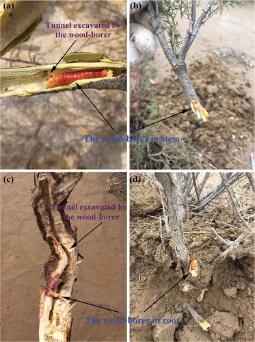 Photo 2.1 Tunnel networks in shoots (photos (a) and (b)) and roots (photo (c) and (d)) of the plant Tamarix chinensis excavated by the wood-borer insect. Photo credit: Z. Ning and X. Ma