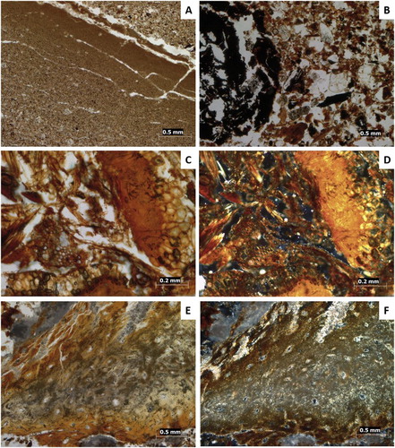 Figure 2 Thin section micrographs showing (A) water-lain sedimentary crust of silt lens slide 3; (B) charcoal fragments slide 7; (C) preserved plant tissues in dung pellet slide 4 in PPL; (D) showing same as C in XPL highlighting cellulose preservation; (E) bone fragment showing signs of dissolution and calcite hypocoating; (F) showing same as E in XPL highlighting calcite hypocoating.