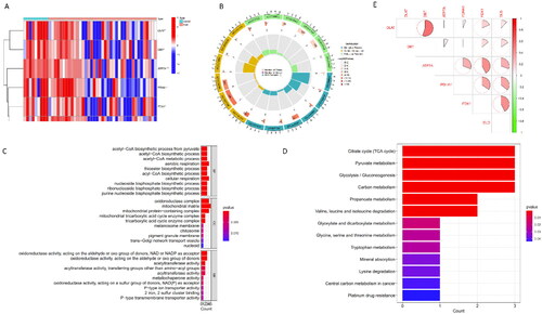 Figure 1. Identification and Functional Enrichment Analysis of Differentially Expressed CRGs in AKI. (A) Heatmap: Illustrating expression patterns of the six differentially expressed CRGs. (B) Circos Plot: Indicating the relationship between genes and Gene Ontology (GO) terms. (C) GO Categories: Representing Molecular Function (MF), Biological Processes (BP), and Cellular Components (CC) associated with CRGs. (D) KEGG Analysis: Unveiling the pathways enriched in the differentially expressed CRGs in AKI. (E) Correlation Analysis: Investigating the interplay among the six differentially expressed CRGs.