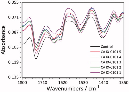 Figure 7. FTIR spectra of recombinant CA IX (control) and its complexes with the ligand C101 in 5 different concentrations.