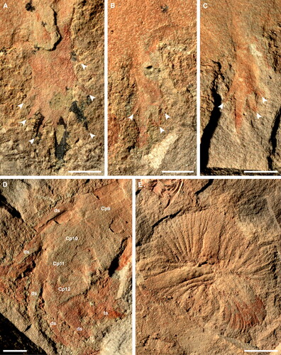 Figure 3. Anomalocaris daleyae sp. nov. Holotype SAMA P51398a. Details of frontal appendage and overview of oral cone. A, endite 1 (En1). B, endite 3 (En3). C, endite 5 (En5). D, distal part of frontal appendage. E, oral cone. Arrowheads in A–C indicate auxiliary spines, anterior to left, posterior to right. Abbreviations: Cp9–Cp12, claw podomeres 9–12; ds, dorsal spine; ts, terminal spine on Cp13. Scale bars: A–D = 2 mm; E = 5 mm.