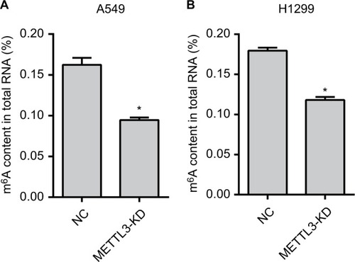 Figure 2 The m6A RNA methylation levels are reduced.Notes: The m6A content in the total RNA of the METTL3-KD group was significantly reduced than that of the NC group in A549 (A) and H1299 (B) cells. Experiments in this figure were all performed in triplicate (*P<0.05).