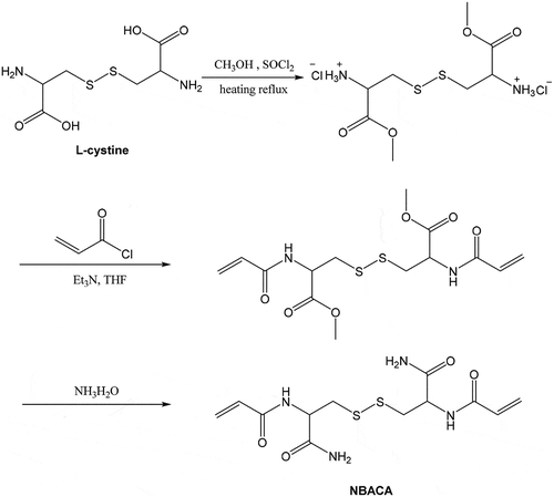 Scheme 1. Synthesis of N, N’- bis(acryloyl) cystinamide monomer