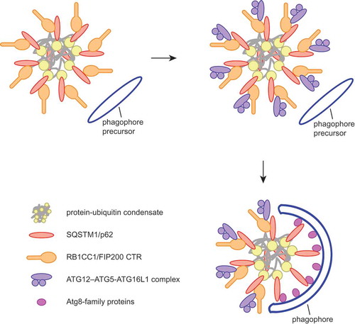 Figure 1. Model for cargo-induced autophagosome formation. The cargo receptor SQSTM1 directly binds to RB1CC1 and recruits it to the cargo. RB1CC1, a component of the ULK1 complex, is necessary for the recruitment of the ATG12–ATG5-ATG16L1 complex, which in turn supports the conjugation of Atg8-family proteins to the growing phagophore. Concentrated Atg8-family proteins on the phagophore bind to the SQSTM1 LIR motif, thereby displacing RB1CC1 from the receptor and confining it to regions of the cargo where the phagophore has not yet formed.