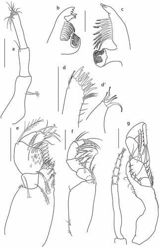 Figure 4. Eocuma diaboliceus sp. nov., non-ovigerous female, paratype (ZMBN 149195). a, Antennule; b, left mandible; c, right mandible; d, maxilla outer endite; d’, maxilla inner endite; e, maxilliped 1; f, maxilliped 2; g, maxilliped 3. Scale bars = 0.1 mm.