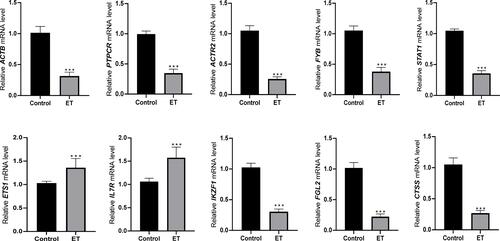 Figure 7 Validated the expression of the identified hub genes in clinical samples. Eight of the hub genes (CTSS, FGL2, IKZF1, STAT1, FYB, ACTR2, PTPRC, and ACTB) were both lower expressed in ET samples, and two hub genes (IL7R and ETS1) were higher expressed in ET samples. ***P<0.001. ET, essential thrombocythemia.