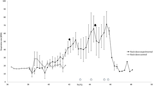 Figure 4. Respiration rate in control rock doves remained stable with increasing cloacal temperatures, but increased in heat-exposed rock doves at higher cloacal temperatures initially before decreasing. The mean inflection points of these changes are indicated by the black arrows. The white arrows along the x-axis indicate the cloacal temperature at which peak respiration rate was reached for each individual heat-exposed rock dove.