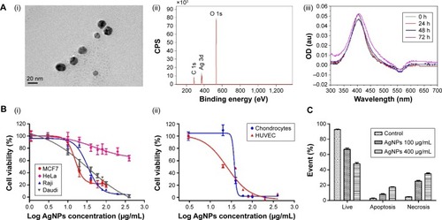 Figure 1 Characterization and cytotoxicity of AgNPs.Notes: (A) Characterization of AgNPs: (i) TEM image of AgNPs; (ii) X-ray photoelectron spectroscopic analysis of AgNPs; (iii) UV–VIS absorbance showing the stability of AgNPs in medium. (B) Cytotoxicity of AgNPs: (i) cytotoxicity to MCF7, HeLa, Raji, and Daudi cell lines and (ii) cytotoxicity to primary cells HUVEC and human chondrocytes. Cell viability (%) was determined by MTS assay. The data are expressed as mean ± SD from three parallel experiments. The IC50 values were calculated by nonlinear regression analysis. (C) Induction of apoptosis by AgNP treatment in MCF7 cells. MCF7 cells were treated with different concentrations of AgNPs (0, 100, 400 μg/mL) for 8 hours and apoptosis was analyzed by imaging flow cytometry using Annexin V-FITC and PI double staining.Abbreviations: AgNPs, silver nanoparticles; HUVEC, human umbilical vein endothelial cells; MTS, 3-(4, 5-dimethylthiazol-2-yl)-5-(3-carboxymethoxyphenyl)-2-(4-sulfophenyl)-2H-tetrazolium, inner salt; OD, optical density; PI, propidium iodide; SD, standard deviation; TEM, transmission electron microscopy; UV, ultraviolet; VIS, visible; h, hours.