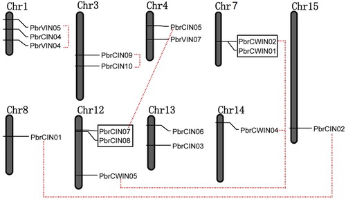 Figure 2. Chromosomal map and duplication events of paralogous invertase gene candidates in pear.Note: The identity of each linkage group is indicated at the top of each bar. Only the chromosomes where invertase genes were mapped are shown. Possible segment and tandem duplicated genes are connected by color lines and boxes, respectively.