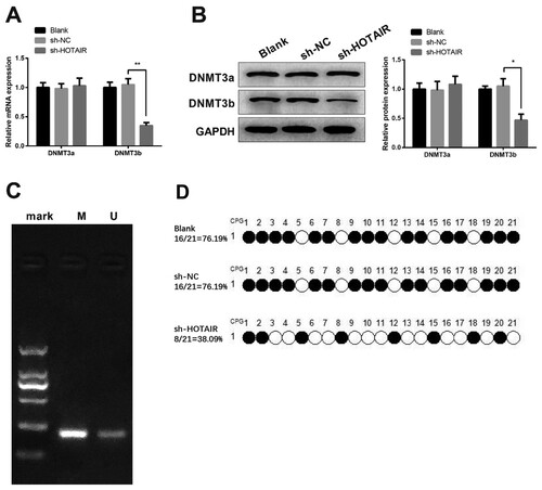 Figure 5. HOTAIR can up-regulate DNMT3b to suppress PTEN. HL60/ADM cells were transfected with sh-HOTAIR before RT-qPCR (A) and Western blot (B) were used to measure the expressions of DNMT3a and DNMT3b. The methylation in promoter of PTEN was verified by MSP (C) and quantified by BSP (D). MSP, Methylmion-specific PCR; BSP, Bisulfite Genomic Sequence; ADM, adriacin doxorubicin. *P < 0.05, **P < 0.01, n = 3.