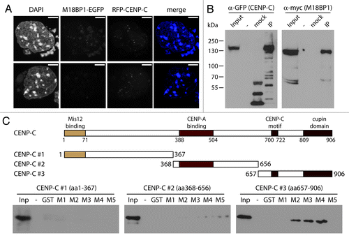 Figure 4. M18BP1 and CENP-C interact in vitro. (A) Co-localization of RFP-CENP-C and M18BP1-EGFP. K1B2 cells were transfected with a RFP-CENP-C expression construct. Maximum intensity projections of two representative staining patterns are shown. Scale bar is 5µm. (B) Co-immunoprecipitation of CENP-C and M18BP1. HEK293FT cells were transfected with expression plasmids for EGFP-CENP-C and myc-M18BP1. Nuclear extracts from these cells were incubated with agarose beads (control) and GFP-Trap affinity beads to enrich for EGFP-CENP-C and interacting bound proteins. Protein gel blot analysis shows the nuclear extract (Inp), proteins bound to agarose beads (mock) and proteins that were enriched with GFP-Trap agarose beads (IP). An empty lane is indicated by “-”. EGFP-CENP-C and myc-M18BP1 were detected using antibodies against GFP and myc, respectively. (C) Interaction tests between M18BP1 and CENP-C truncations. The scheme shows the domain structure of mouse CENP-C and the truncation constructs that were used in this assay. Recombinant GST-tagged M18BP1 truncations (M1-M5) were incubated with in vitro translated myc-CENP-C truncation proteins and bound to GST beads. The bound CENP-C protein truncations were detected using myc antibody. Only the C-terminal CENP-C fragment showed clear interaction with M18BP1. The M18BP1 fragments M1-M5 are depicted in Figure 3A.