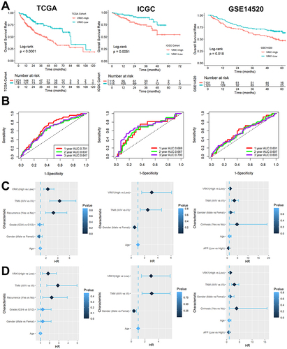 Figure 3 VRK1 was a novel potential prognosis biomarker for HCC. (A) Kaplan-Meier survival analysis. (B) VRK1 expression was also a good predictor of 1-, 2- and 3-year survival in HCC patients. (C–D) Univariate Cox regression analysis and multivariate Cox regression analysis.