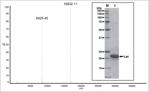 Figure 2. Molecular mass of Laz from positive-mode matrix-assisted laser desorption/ionization time-of-flight mass spectrometry. Inset, SDS-PAGE profile, lane M, molecular weight standards; lane 1, the purified Laz (10 μg).