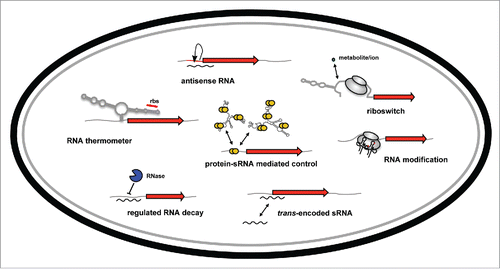 Figure 1. Overview of RNA-based control mechanisms employed by enteric pathogens of the family Enterobacteriaceae. mRNA translation can be controlled by RNA thermometers and by riboswitches within the 5′-UTR of target mRNAs in response to temperature or metabolites. Transcription, translation and/or stability of target transcripts can be modulated by cis-encoded asRNAs or trans-encoded ncRNAs. The RNA-binding protein CsrA modulates mRNA expression by interfering with translational initiation. The CsrB and CsrC RNAs counteract its activity. RNases control processing and degradation of ncRNAs and target transcripts. RNA-modifying enzymes change the efficiency of translation.
