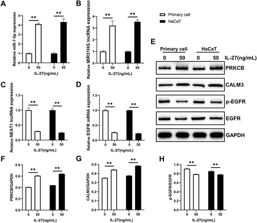 Figure 8 Verification of the accuracy of transcriptome sequencing. (A–D) qRT-PCR was used to detect the RNA expression levels of miR-7-5p (A), lncRNA MIR31HG (B), lncRNA NEAT1 (C), and EGFR (D). (E–H) Western blot was used to detect the protein expression levels of PRKCB (E and F), CALM3 (E and G), p-EGFR (E and H), and EGFR (E and H). Data represent mean ± standard deviation. n=3 for each group. Compared with the control group (0 ng/mL IL-27), **P<0.001.