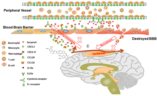 Figure 7 Schematic diagram of the proposed mechanisms underlying the role of dauricine combined with serpine1 on neutrophil infiltration in ischemic stroke.