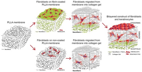 Figure 1 Scheme of the preparation of the constructs for evaluating the migration of the fibroblasts, consisting of a non-coated membrane or a fibrin-coated PLLA nanofibrous membrane seeded with human dermal fibroblasts and covered with a collagen hydrogel. The construct with the fibrin-coated PLLA nanofibrous membrane was then selected for seeding with keratinocytes and for preparing a bilayered construct simulating the dermis and the epidermis of the natural skin.Abbreviation: PLLA, poly-L-lactide.