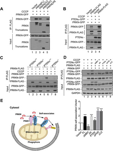 Figure 9. PTENα promotes PRKN self-association. (a) PRKN interacts with itself through its C-terminus. Plasmids encoding PRKN-FLAG and its truncations were co-transfected with a plasmid encoding PRKN-GFP into HEK293T cells. Cells were treated with 10 μM CCCP for 1 h before harvest. Lysates immunoprecipitated with FLAG M2 beads were immunoblotted with anti-GFP or anti-FLAG. (b) PTENα promotes self-association of PRKN. Plasmids encoding PRKN-GFP, PRKN-FLAG and PTENα-GFP were co-transfected into HEK293T cells as indicated. Cells were treated with 10 μM CCCP for 1 h before harvest. Cell homogenates were immunoprecipitated with anti-FLAG M2-conjugated beads and immunoblotted with anti-FLAG and anti-GFP. (c) Co-IP in PTENα+/+or PTENα-/- HeLa cells co-transfected with plasmids encoding PRKN-GFP and PRKN-FLAG. Cells were treated with 20 μM CCCP or DMSO for 2 h before harvest. Lysates immunoprecipitated with anti-FLAG M2-conjugated beads were immunoblotted with anti-GFP or anti-FLAG. (d) Self-association of PRKN in HEK293T cells co-transfected with plasmids encoding PTENα and its truncations. Cells were treated with 10 μM CCCP for 1 h before harvest. Cell homogenates were immunoprecipitated with anti-FLAG M2-conjugated beads and immunoblotted with anti-FLAG and anti-GFP. GAPDH was used as a loading control. PRKN self-association was quantified with ImageJ (n = 3). **p < 0.01; ***p < 0.001compared with the group that was transfected with empty vector, analyzed with the two-tailed paired Student’s t-test. (e) A graphical model for PTENα regulation of mitophagy through PRKN. Under stress, PTENα recruits PRKN onto depolarized mitochondria through protein interaction. PTENα amplifies the effect of this recruitment by promoting self-association of PRKN, leading to mitophagy.