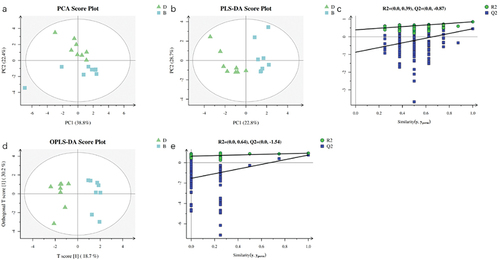 Figure 6 Metabolomics analysis of hippocampus in H group and DM group using LC-MS. (a) is the PCA score plot. (b and c) are the PLS-DA score plot with replacement test between group H and DM. (d and e) are the OPLS-DA score plot with replacement test between group H and DM. n = 8 per group.