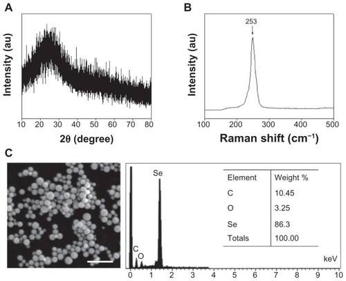 Figure 2 (A) X-ray diffraction pattern, (B) Raman spectrum, and (C) scanning electron microscopy and energy dispersive X-ray analysis of selenium nanoparticles functionalized by Spirulina polysaccharide.Abbreviations: au, absorbance units; C, carbon; O, oxygen; Se, selenium.