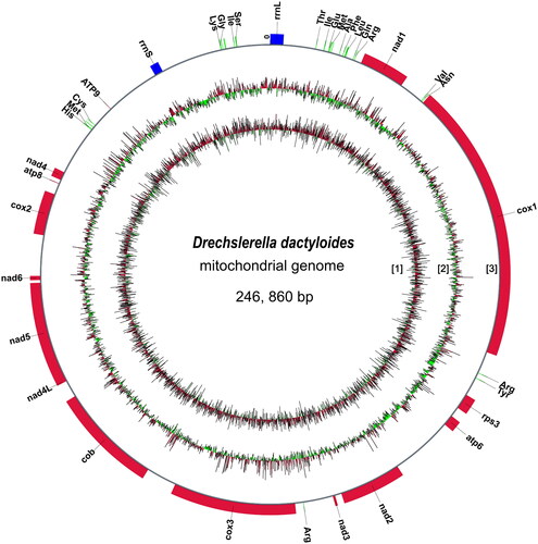 Figure 2. A circle diagram of the assembled mitochondria genome of Drechslerella dactyloides. [1] GC skew. green, GC skew -; red, GC skew+. [2] GC content. red, greater than the genome average GC content; green, less than the genome average GC content. [3] Protein coding genes (red), tRNAs (green) and rRNAs (blue).