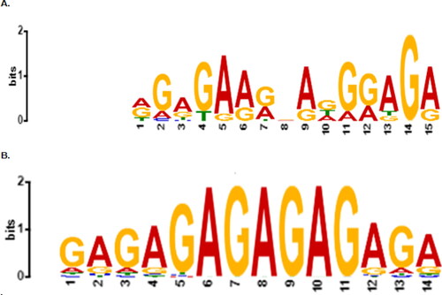 Figure 2. Sequence logos. (A) Logo for the identified common promoter motif, Motif 1 of potassium transporter genes. The analysis was carried out using the MEME Suite. The horizontal line of the logo represents the width of the motif while the vertical line shows the amount of information of the sequence. (B) Logo for the identified transcription factor motif that binds with high probability on the common motif. The analysis was carried out using TOMTOM 5.0.