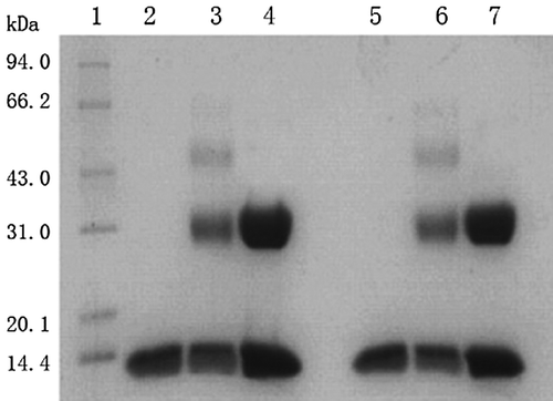 Figure 2. SDS-PAGE analysis of the Hb and HbCO samples. The analysis was carried out on a 14% Tris-glycine gel. Lane 1, the standard markers; Lane 2, Hb; Lane 3, P-sc-Hb; Lane 4; P-mal-Hb; Lane 5, HbCO; Lane 6, P-sc-HbCO; Lane 7, P-mal-HbCO. Proteins were identified by Coomassie blue staining.