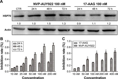 Figure 1 17-AAG and NVP-AUY922 inhibit the proliferation of PC12 cells.